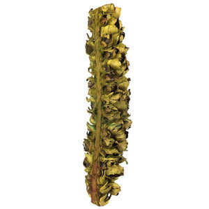 26"-28" Basil Preserved Seed Pod 2