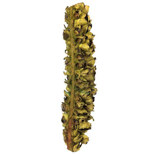 26"-28" Basil Preserved Seed Pod 2