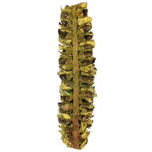 26"-28" Basil Preserved Seed Pod 3