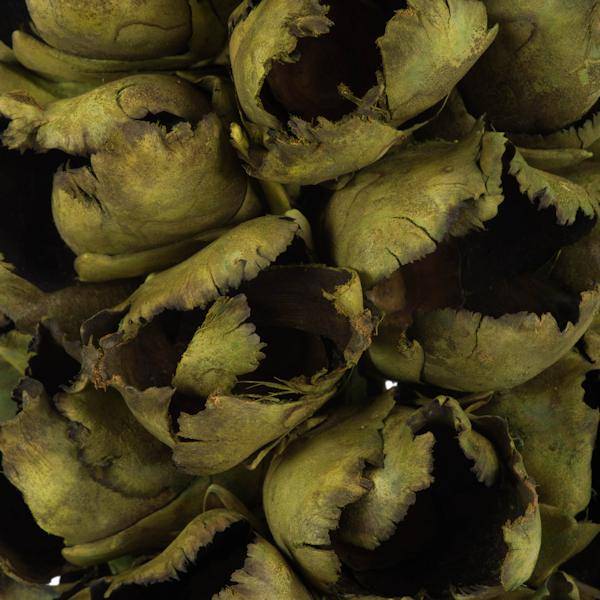 26"-28" Basil Preserved Seed Pod 4