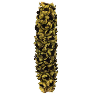 26"-28" Basil Preserved Seed Pod 1
