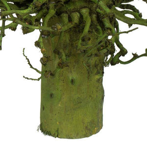 22" x 7" Basil Preserved Olympia Seed Pod 3