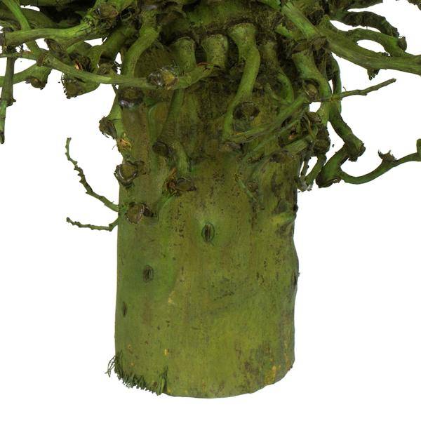 22" x 7" Basil Preserved Olympia Seed Pod 3