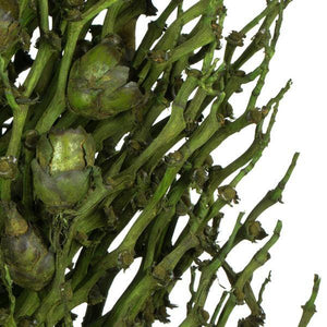 22" x 7" Basil Preserved Olympia Seed Pod 4