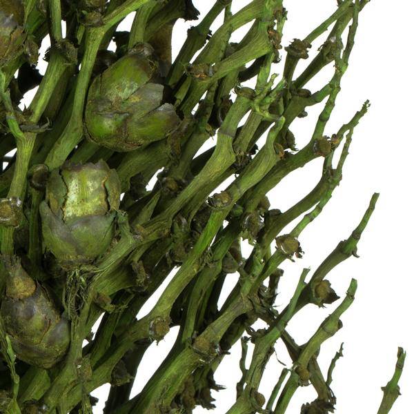 22" x 7" Basil Preserved Olympia Seed Pod 4