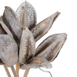 16" White Washed Sora Pod on Stem (5 Pack) 4