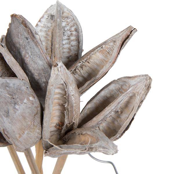 16" White Washed Sora Pod on Stem (5 Pack) 4