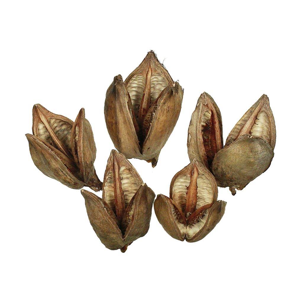 3-4" Natural Sora Pods (250 Pack) 1