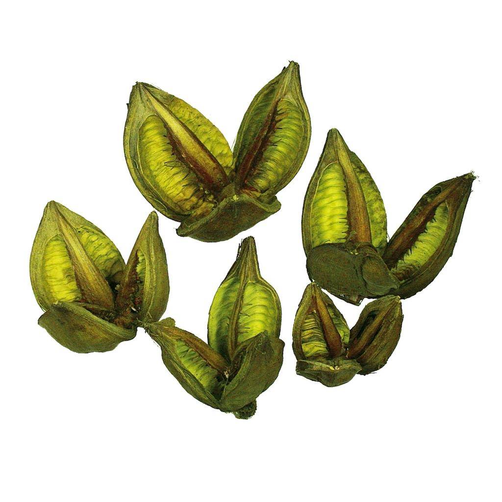 3"-4" Light Basil Preserved Sora Pods (250 pieces) 1