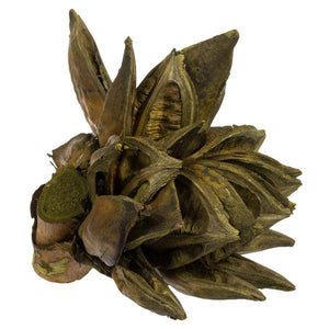 6"-11" Basil Preserved Star Pod 2