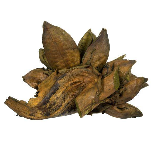 6"-11" Basil Preserved Star Pod 3