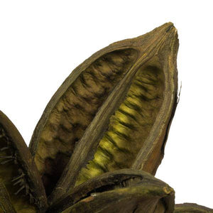 6"-11" Basil Preserved Star Pod 4