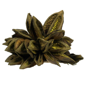6"-11" Basil Preserved Star Pod 1