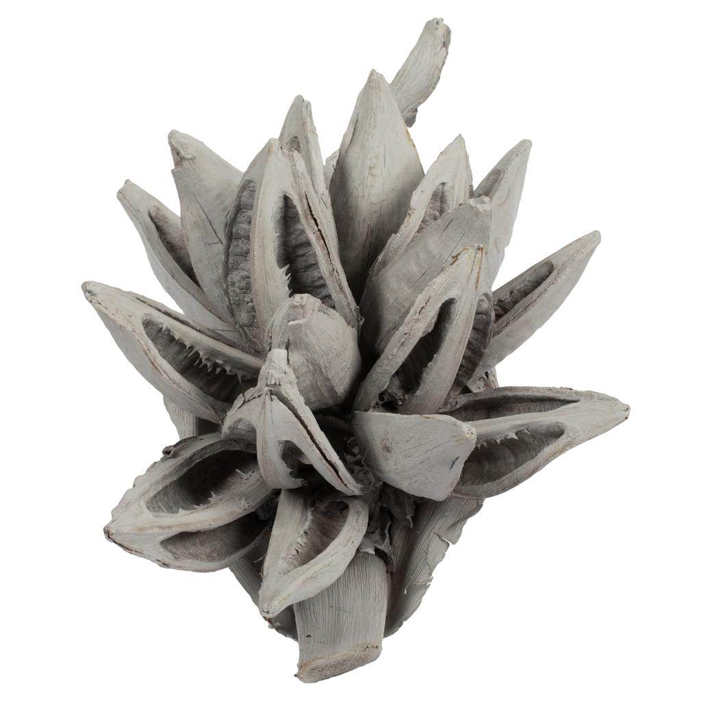 6"-11" Grey Wash Preserved Star Pod 1