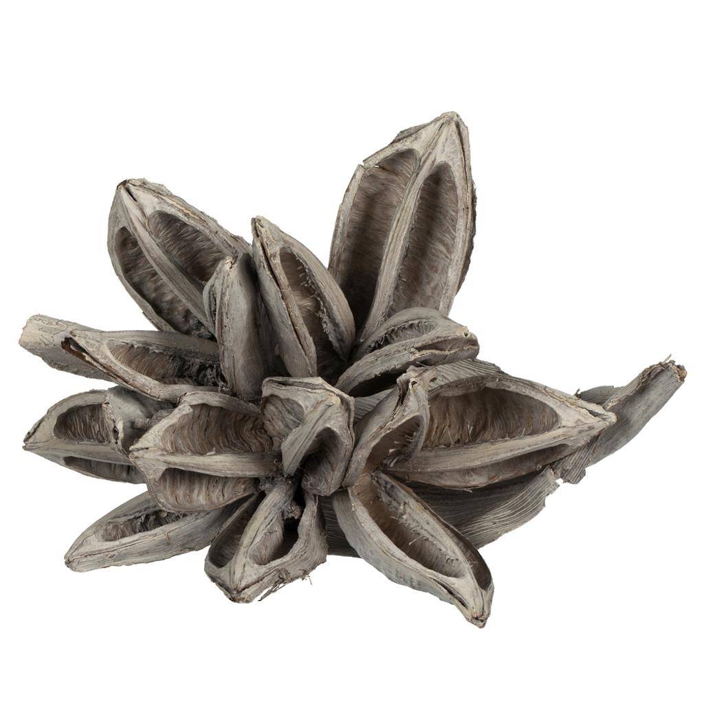 6"-11" White Wash Preserved Star Pod 1