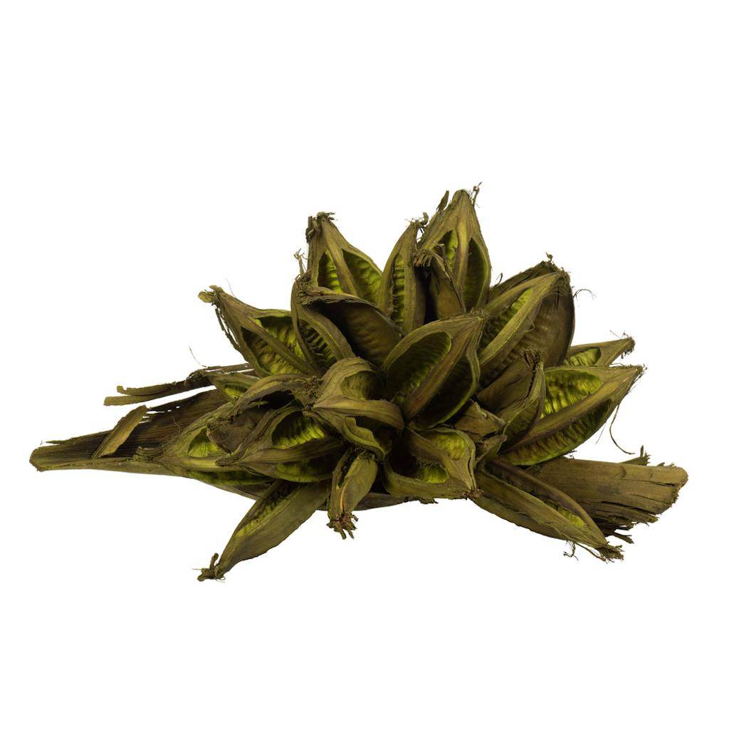 12"-16" Basil Preserved Star Pod 1