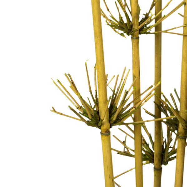 36"-40" Basil Preserved Star Bamboo Reed Bundle (7 stems in a bundle) 2