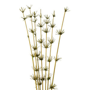36"-40" Basil Preserved Star Bamboo Reed Bundle (7 stems in a bundle) 3