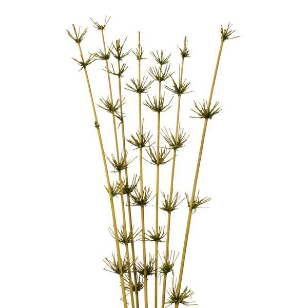 36"-40" Basil Preserved Star Bamboo Reed Bundle (7 stems in a bundle) 3