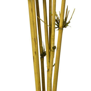 36"-40" Basil Preserved Star Bamboo Reed Bundle (7 stems in a bundle) 4