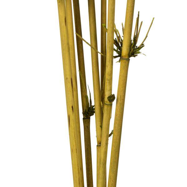 36"-40" Basil Preserved Star Bamboo Reed Bundle (7 stems in a bundle) 4