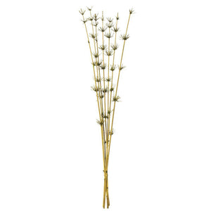 36"-40" Basil Preserved Star Bamboo Reed Bundle (7 stems in a bundle) 1