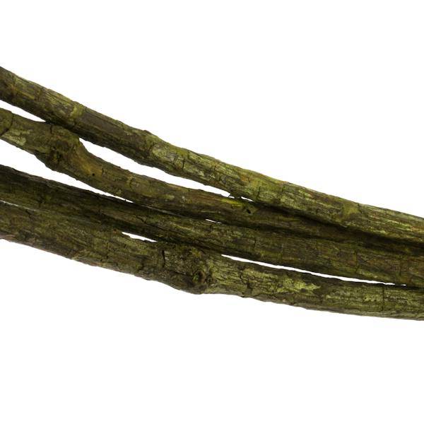 95"-100" Basil Dried Tranca Vine Coil 4
