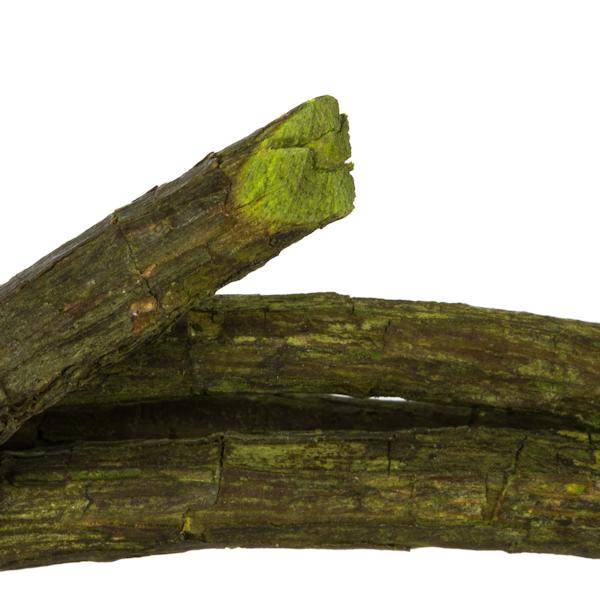 95"-100" Basil Dried Tranca Vine Coil 5