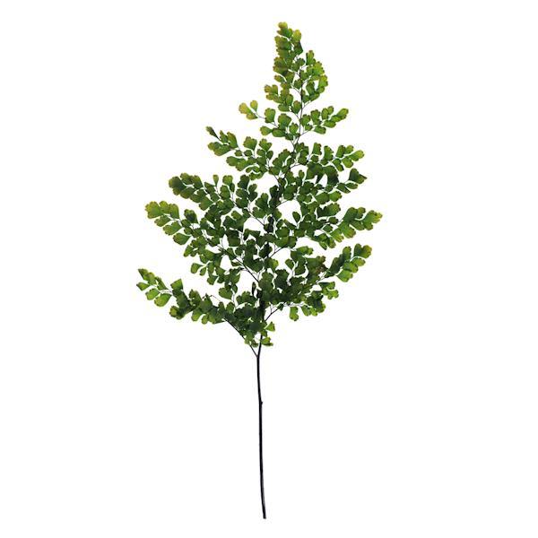 6"-10" Dried Green Adianthum Fern (6 stems in a bundle) 2