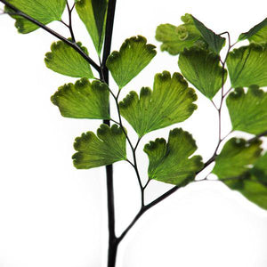 6"-10" Dried Green Adianthum Fern (6 stems in a bundle) 3