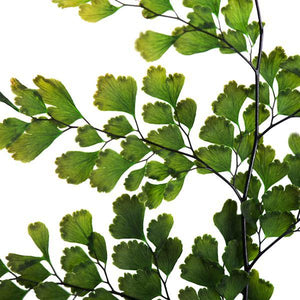 6"-10" Dried Green Adianthum Fern (6 stems in a bundle) 4