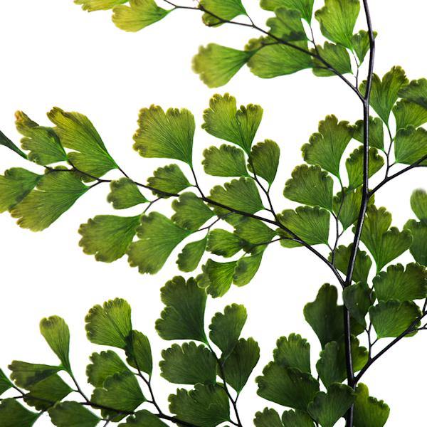 6"-10" Dried Green Adianthum Fern (6 stems in a bundle) 4
