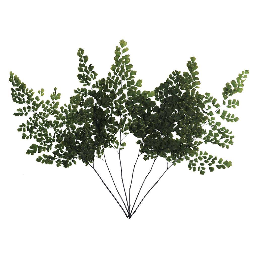 6"-10" Dried Green Adianthum Fern (6 stems in a bundle) 1