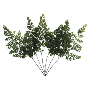6"-10" Dried Green Adianthum Fern (6 stems in a bundle) 1