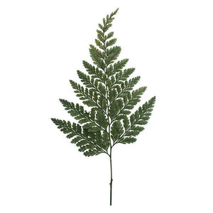 6"-10" Dried Green Davalia Fern (6 pack) 2