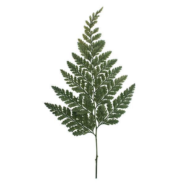 6"-10" Dried Green Davalia Fern (6 pack) 2