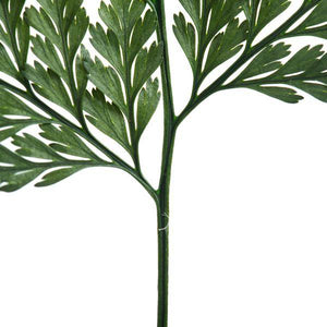 6"-10" Dried Green Davalia Fern (6 pack) 3