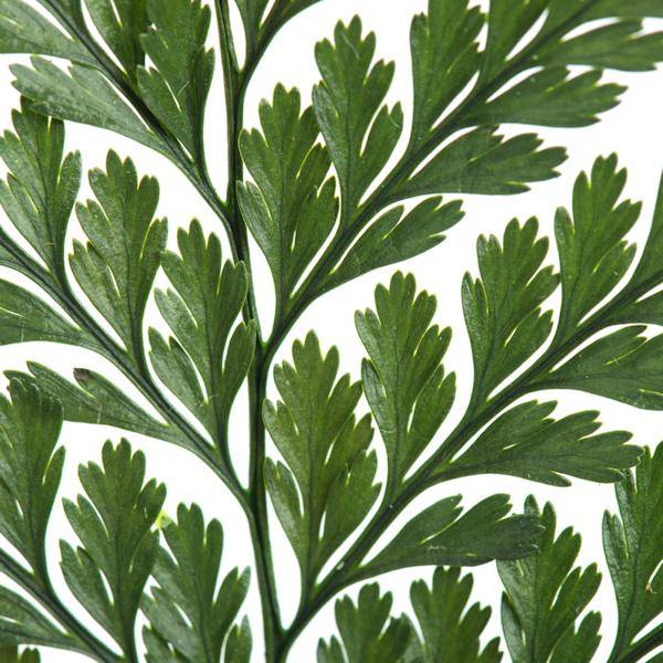 6"-10" Dried Green Davalia Fern (6 pack) 4