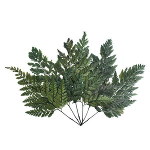 6"-10" Dried Green Davalia Fern (6 pack) 1