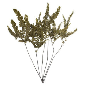 6"-10" Dried Green Felci Fern (6 pack) 2