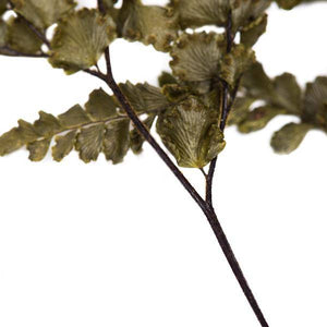 6"-10" Dried Green Felci Fern (6 pack) 3