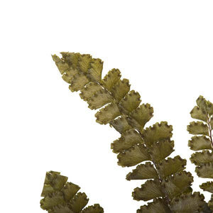 6"-10" Dried Green Felci Fern (6 pack) 4