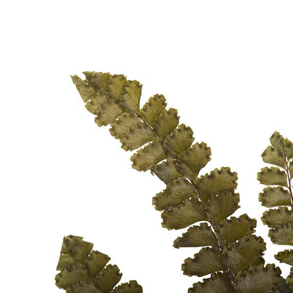 6"-10" Dried Green Felci Fern (6 pack) 4