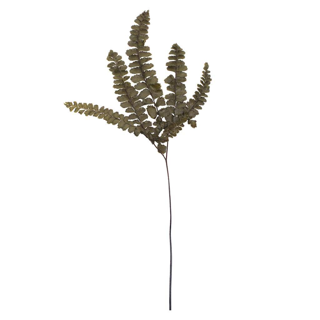 6"-10" Dried Green Felci Fern (6 pack) 1