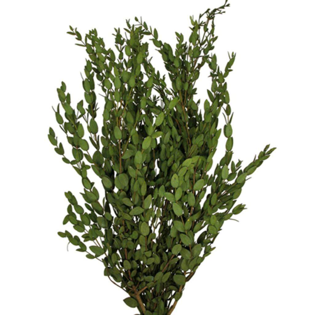 24"-32" 8oz Green Preserved Parvafolia Stem 1