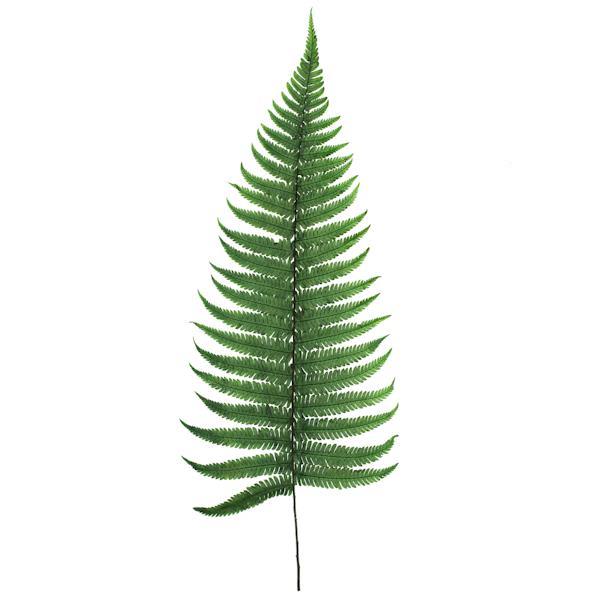 16"-18" Dried Green Parchment Fern (10 pack) 2