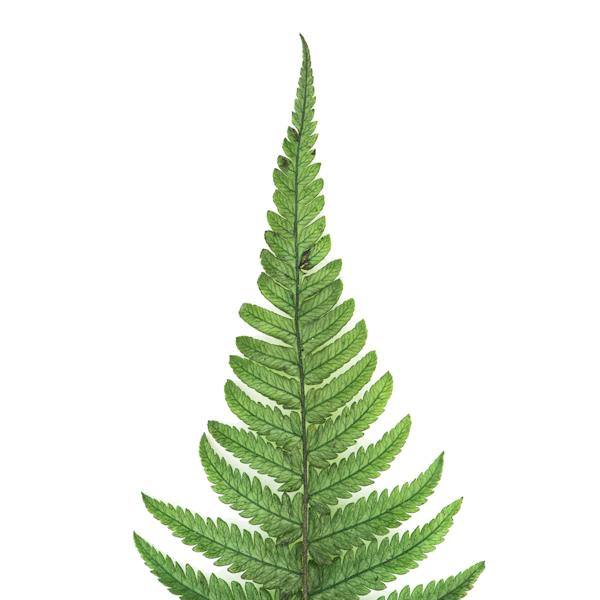 16"-18" Dried Green Parchment Fern (10 pack) 3