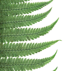 16"-18" Dried Green Parchment Fern (10 pack) 4