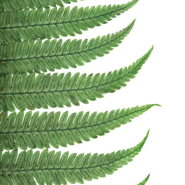 16"-18" Dried Green Parchment Fern (10 pack) 4