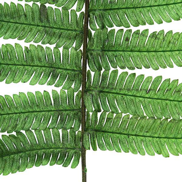 16"-18" Dried Green Parchment Fern (10 pack) 5